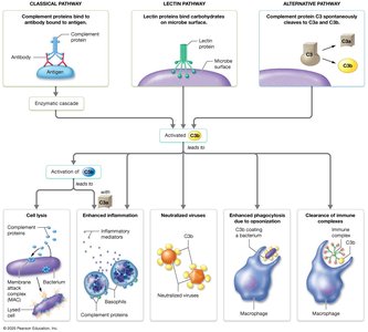 Complement System Immunity Lysis Anatomy & Physiology Study Guide: Lymphatic System & Immunity | Notes