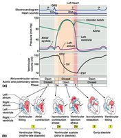 Phases of the cardiac cycle