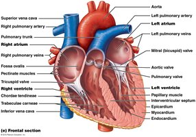 Anatomy of the heart, showing chambers, valves, and major vessels