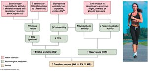 Cardiac output calculation