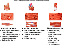 Comparison of smooth, cardiac, and skeletal muscle