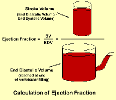 Ejection fraction calculation