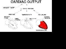 Factors affecting stroke volume