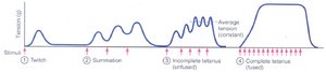 Summation and tetanus in skeletal muscle