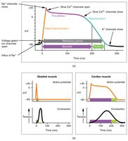Action potentials in cardiac and skeletal muscle