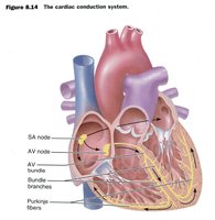 Cardiac conduction system