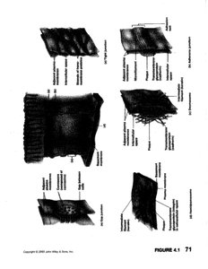 Types of epithelial tissue