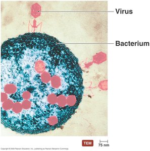 Bacteriophages infecting a bacterium
