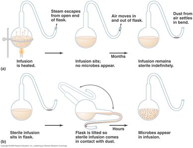 Pasteur's swan-neck flask experiment