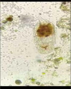 Representative water sample similar to Leeuwenhoek’s sample