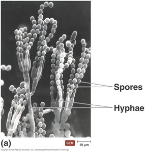 Fungal hyphae and spores