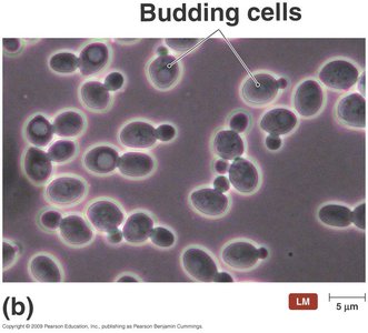 Budding yeast cells