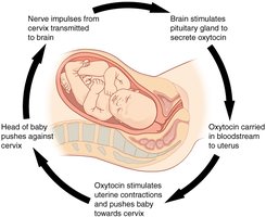 Positive feedback loop during childbirth