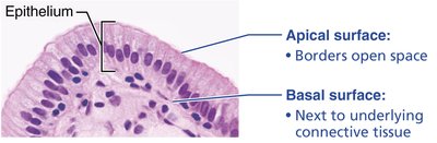 Epithelial tissue showing apical and basal surfaces