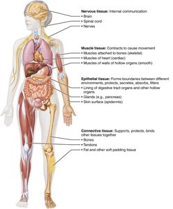 Diagram of tissue types in the human body