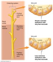 Structural characteristics of the collecting system