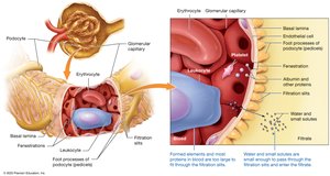 Filtration and the filtration membrane