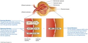 Net filtration pressure in the glomerular capillaries