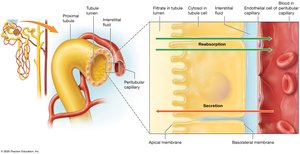Barriers to tubular reabsorption and secretion