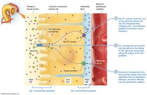 Glucose reabsorption in the proximal tubule