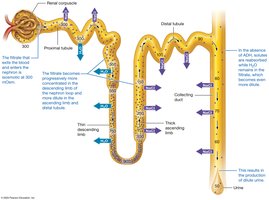 Formation of dilute urine