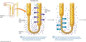 The countercurrent multiplier in the nephron loop