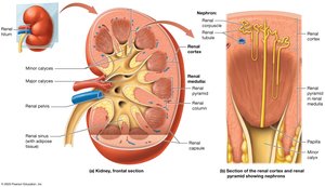 Internal anatomy of the kidney, including the nephron