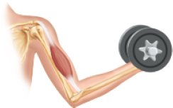 Skeletal muscle in arm lifting a weight
