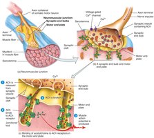 Neuromuscular junction structure