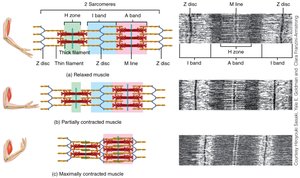 Sliding filament model of muscle contraction