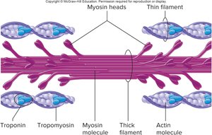 Myosin and actin filament structure