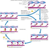 Contraction cycle steps