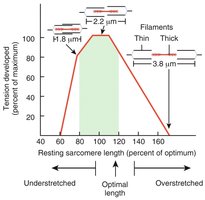 Length-tension relationship graph