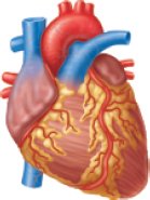 Cardiac muscle in the heart