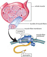 Dystrophin and muscle fiber structure