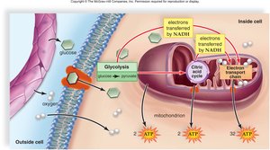 ATP production pathways in muscle