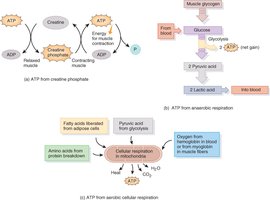 Anaerobic respiration and glycolysis