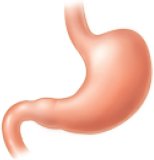 Smooth muscle in the stomach