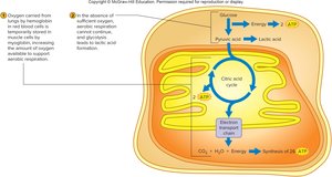 Overview of cellular respiration of glucose