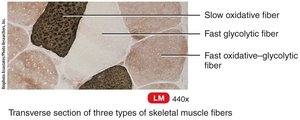Types of skeletal muscle fibers
