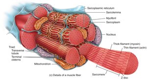 Microscopic anatomy of a muscle fiber