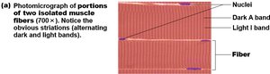 Striations in muscle fibers