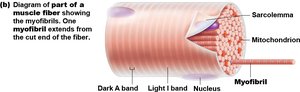 Diagram of a muscle fiber showing myofibrils and bands