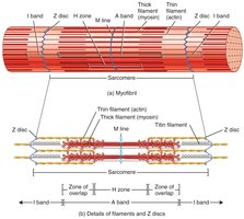 Sarcomere structure and filament arrangement