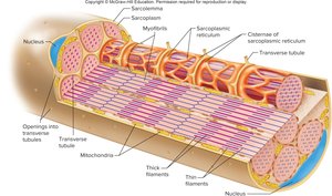Sarcoplasmic reticulum and T tubules in muscle fiber