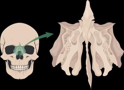 Ethmoid bone and cribriform plate