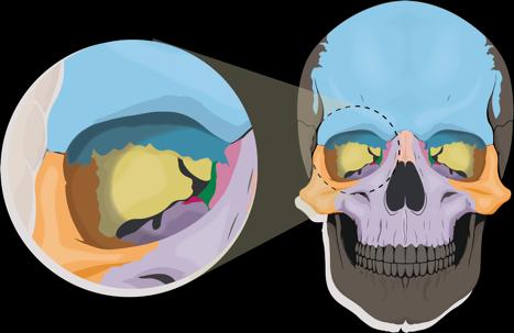Bones anchoring teeth