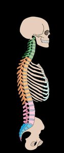Colored regions of vertebral column