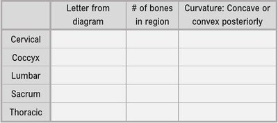 Spinal regions table