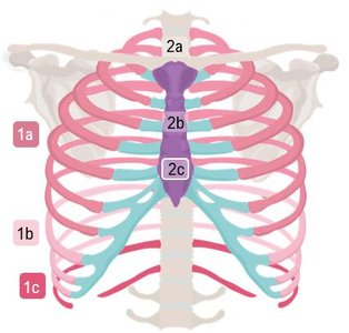 Thoracic cage diagram